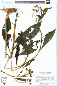 Verbesina alternifolia image