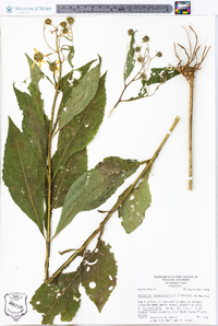 Verbesina alternifolia image