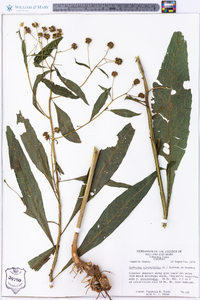 Verbesina alternifolia image