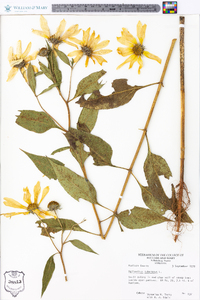 Helianthus tuberosus image