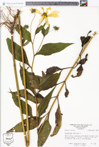 Helianthus tuberosus image