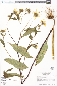 Helianthus giganteus image