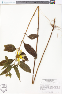 Helianthus tuberosus image