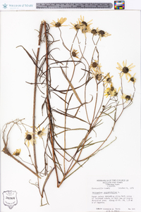 Helianthus angustifolius image