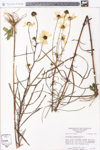 Helianthus angustifolius image