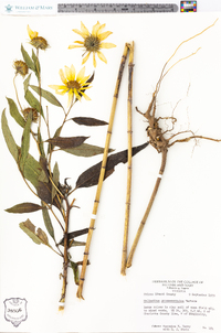 Helianthus grosseserratus image