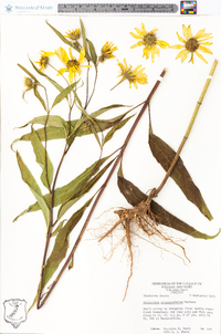 Helianthus grosseserratus image