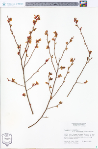 Vaccinium fuscatum image