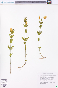 Dyschoriste oblongifolia image