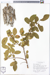 Ulmus crassifolia image