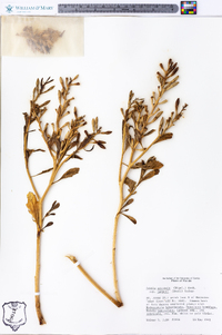 Cakile edentula subsp. harperi image