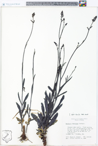 Buchnera floridana image