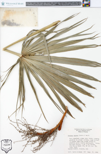 Serenoa repens image