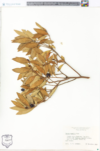 Persea humilis image