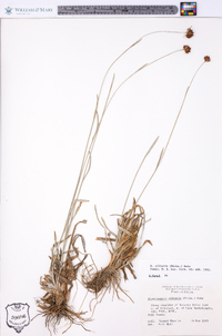 Rhynchospora ciliaris image