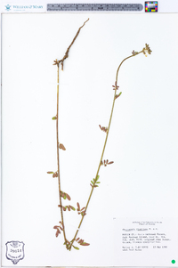 Chapmannia floridana image