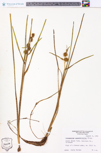 Sparganium angustifolium image