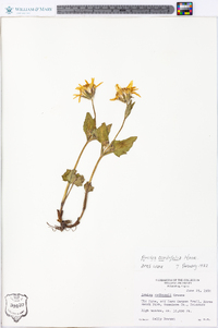 Arnica cordifolia image