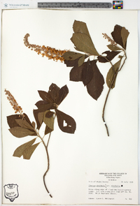 Clethra alnifolia var. alnifolia image