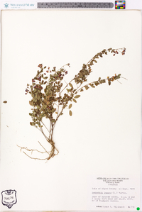 Lespedeza repens image