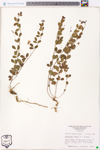 Lespedeza repens image