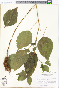Image Associated With the Occurence