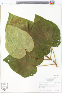 Paulownia tomentosa image