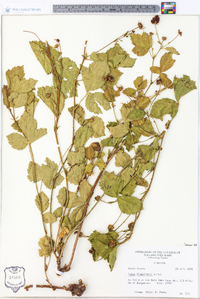 Rubus flagellaris image