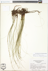 Eleocharis tenuis var. tenuis image