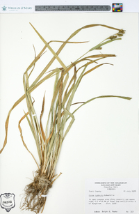 Carex scabrata image