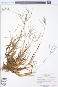 Digitaria ischaemum image