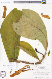 Magnolia tripetala image