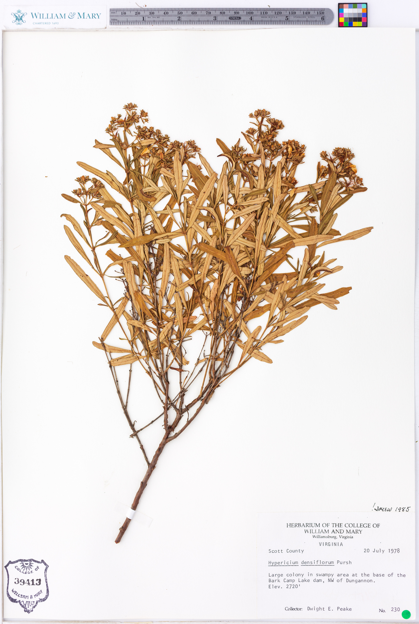 Hypericum densiflorum image