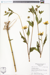 Helianthus tuberosus image