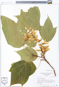 Acer pensylvanicum image