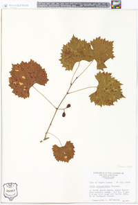 Vitis rotundifolia image