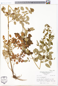 Thalictrum amphibolum image