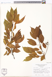 Prunus serotina var. serotina image