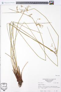 Juncus effusus var. pylaei image