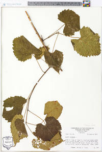 Vitis vulpina image