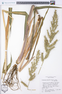 Echinochloa muricata var. muricata image