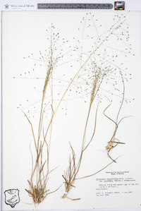 Eragrostis trichocolea image