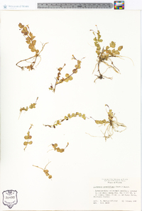 Lindernia grandiflora image