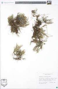 Selaginella arenicola image