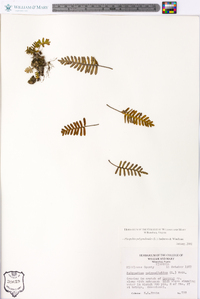 Pleopeltis polypodioides image