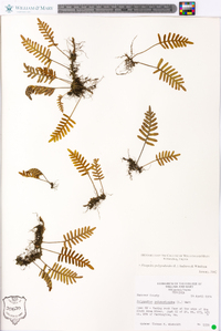 Polypodium polypodioides image