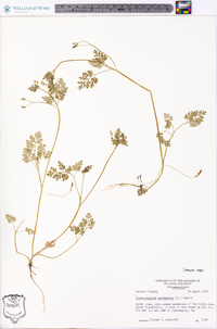 Chaerophyllum procumbens image