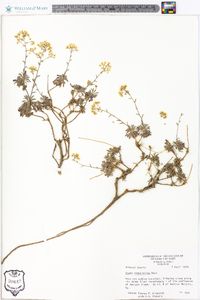 Draba ramosissima image