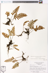 Pleopeltis polypodioides image