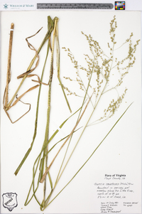 Glyceria canadensis image